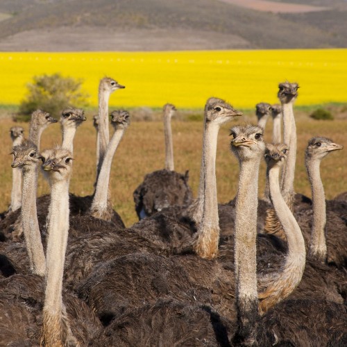 Ostrich Farm