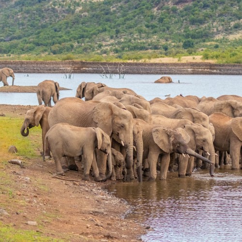 Pilanesberg National Reserve