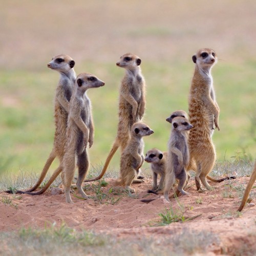 Kgalagadi Transfrontier National Park
