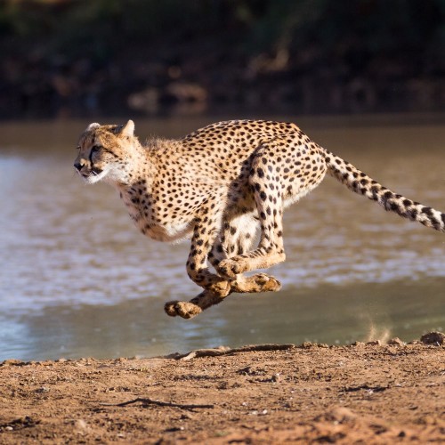 Kruger National Park