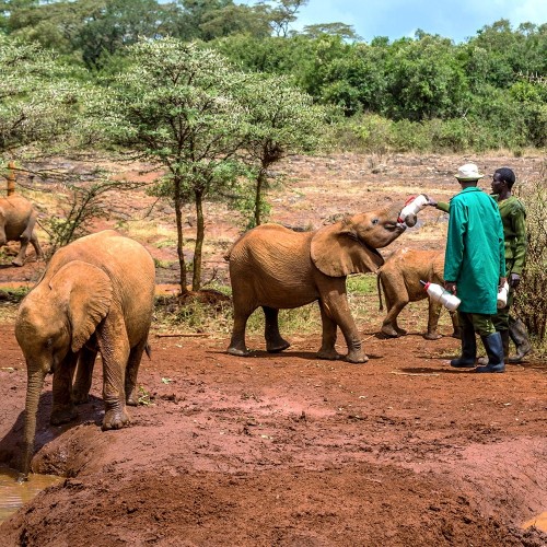 Фонд дикой природы Дэвида Шелфорда