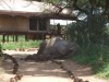 Elephant Bedroom Camp
