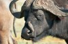 Ruaha National Park