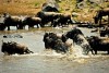 Wildebeest migration
