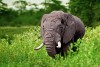 Ngorongoro Crater