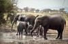 Tarangire National Park