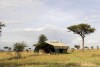 Ndutu Under Canvas Safari Camp