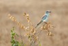 Tsavo East National Park