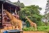 Giraffe Centre