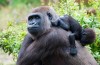 Rwanda Gorillas