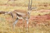 Tsavo East National Park