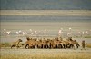 Ngorongoro Crater