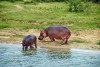 Queen Elizabeth National Park
