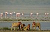 Ngorongoro Crater
