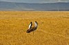 Ngorongoro Crater