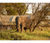 Olakira Camp -safari to africa accommodation