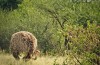 Tarangire National Park