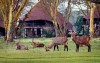 Lake Naivasha Sopa Lodge