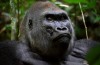Rwanda Gorillas