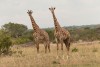 Tarangire National Park