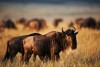 Serengeti National Park