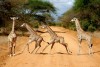 Tsavo East National Park