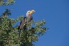 Yellow-billed Hornbill ( Tockus Nasutus) Kgalagadi Transfrontier Park