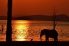 Elephant Silhouette in African Sunset over Lake Kariba, Zimbabwe