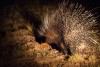 Rare nocturnal african porcupine at night Hwange National Park