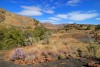 Scenic landscape with wildflowers, Mountain Zebra National Park