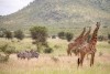 Mkomazi National Park