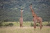 Mkomazi National Park