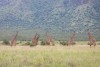 Mkomazi National Park