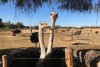 Ostrich Farm