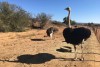 Ostrich Farm