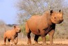 Mkomazi National Park
