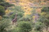 Mkomazi National Park