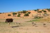 Ostrich (Struthio camelus) - Family, Kgalagadi Transfrontier Park