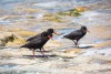 Three African oystercatcher walking at the coast, De Hoop Nature Reserve