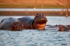 Hippos in Lake Kariba, Zimbabwe