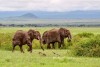 Tsavo West National Park