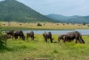 Wildebeest gnu in Pilanesberg National Reserve