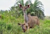 Female of kudu antelope, iSimangaliso Wetland Park