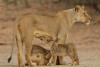 Lion cub drinking milk while siblings play around mother