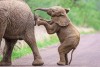 Elephant calf standing and pushing it's mother at Pilanesberg National Reserve