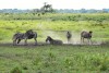 Zebras during resting in iSimangaliso Wetland Park near St.Lucia