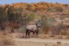 Oryx antelope in the nature reserve in Augrabies Falls National Park