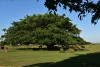 Eland and ostrich grazing under an old wild fig tree in De Hoop Nature Reserve