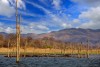 Lake Kariba. Dead trees and reflection of the sky