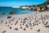 Penguin Colony - Boulders Beach, Cape Peninsula